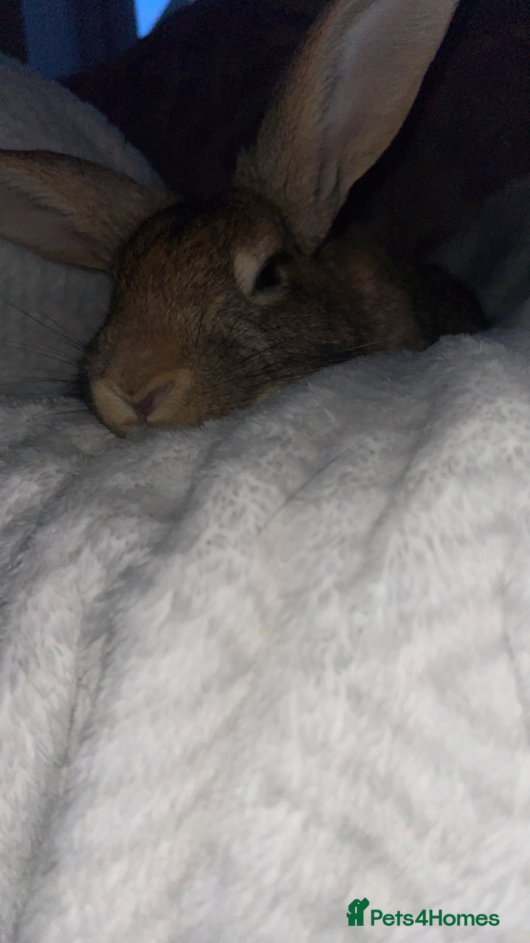 Mixed Breed rabbits for sale: Bertie is looking for his forever home - Image 2
