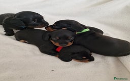 Miniature Dachshund dogs for sale: Beautiful black & tan miniature Dachshund puppies - Image 18