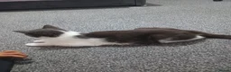 Mixed Breed cats for sale: Kittens  in Bradford - Advert 1