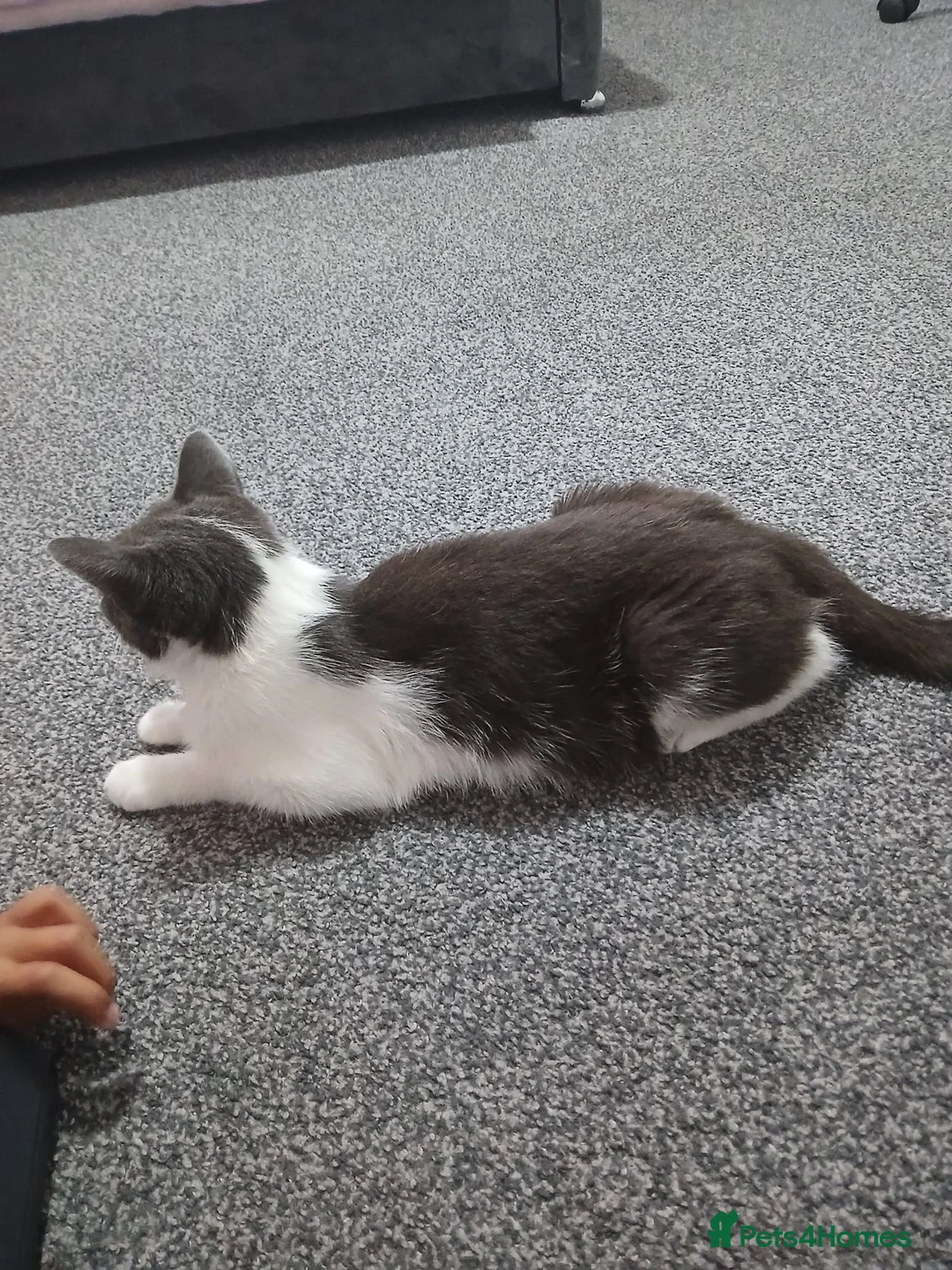Mixed Breed cats for sale: Kittens  in Bradford - Advert 1