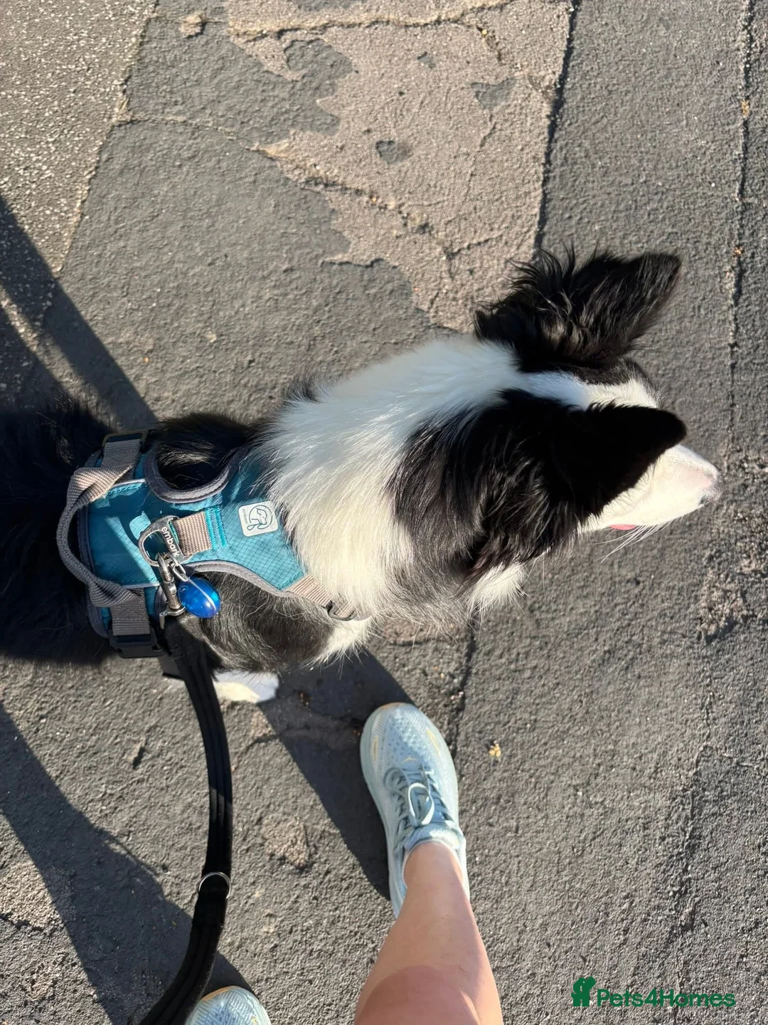 Border Collie dogs for sale: Callie needs a new home  - Advert 39