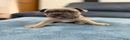 French Bulldog dogs for sale: Beautiful frenchie puppies  - Advert 20