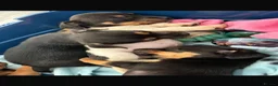 Jack Russell dogs for sale:  Jack Russell puppies for sale  - Advert 24