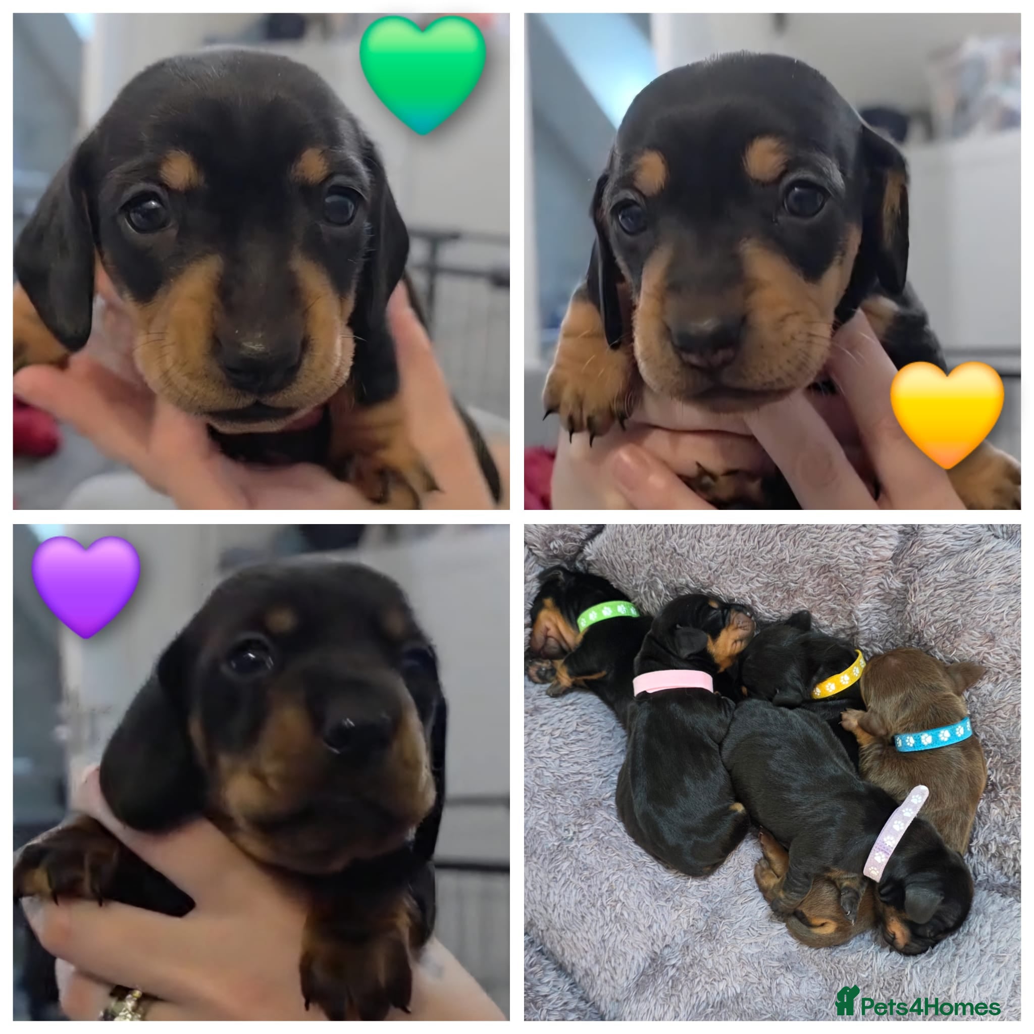Miniature Dachshund dogs 🐾🐶 Female Miniature Dachshund Puppies 🐶🐾 - Advert 7