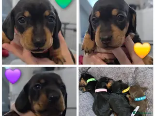 Miniature Dachshund dogs 🐾🐶 Female Miniature Dachshund Puppies 🐶🐾 - Advert 7