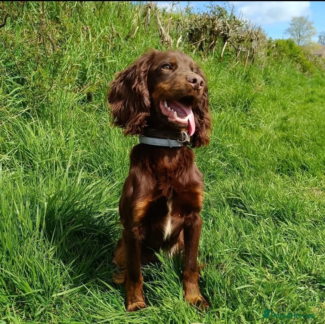 Cocker Spaniel dogs for stud: Kc registered proven stud  in Bristol - Advert 9