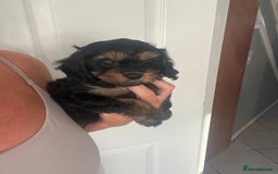 Cavapoo dogs for sale: Tiny Cavapoo - Image 3