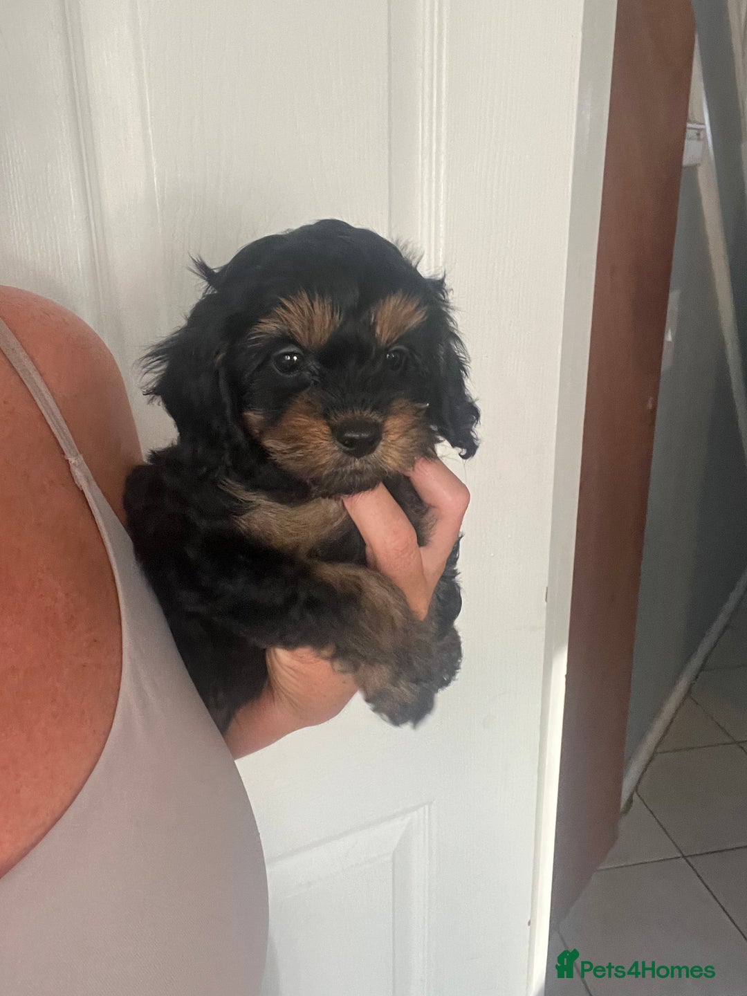 Cavapoo dogs for sale: Tiny Cavapoo - Image 3
