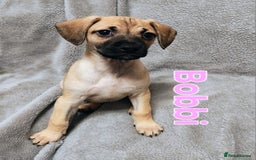 Mixed Breed dogs for sale: Pug x Lucher  - Image 7