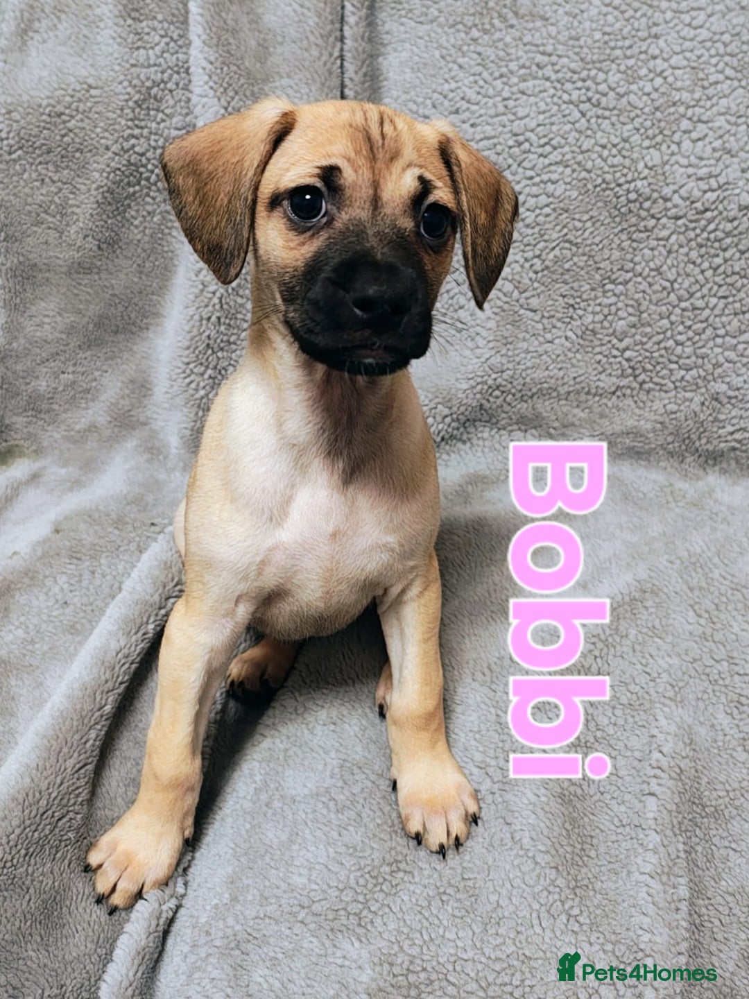 Mixed Breed dogs for sale: Pug x Lucher  - Image 7