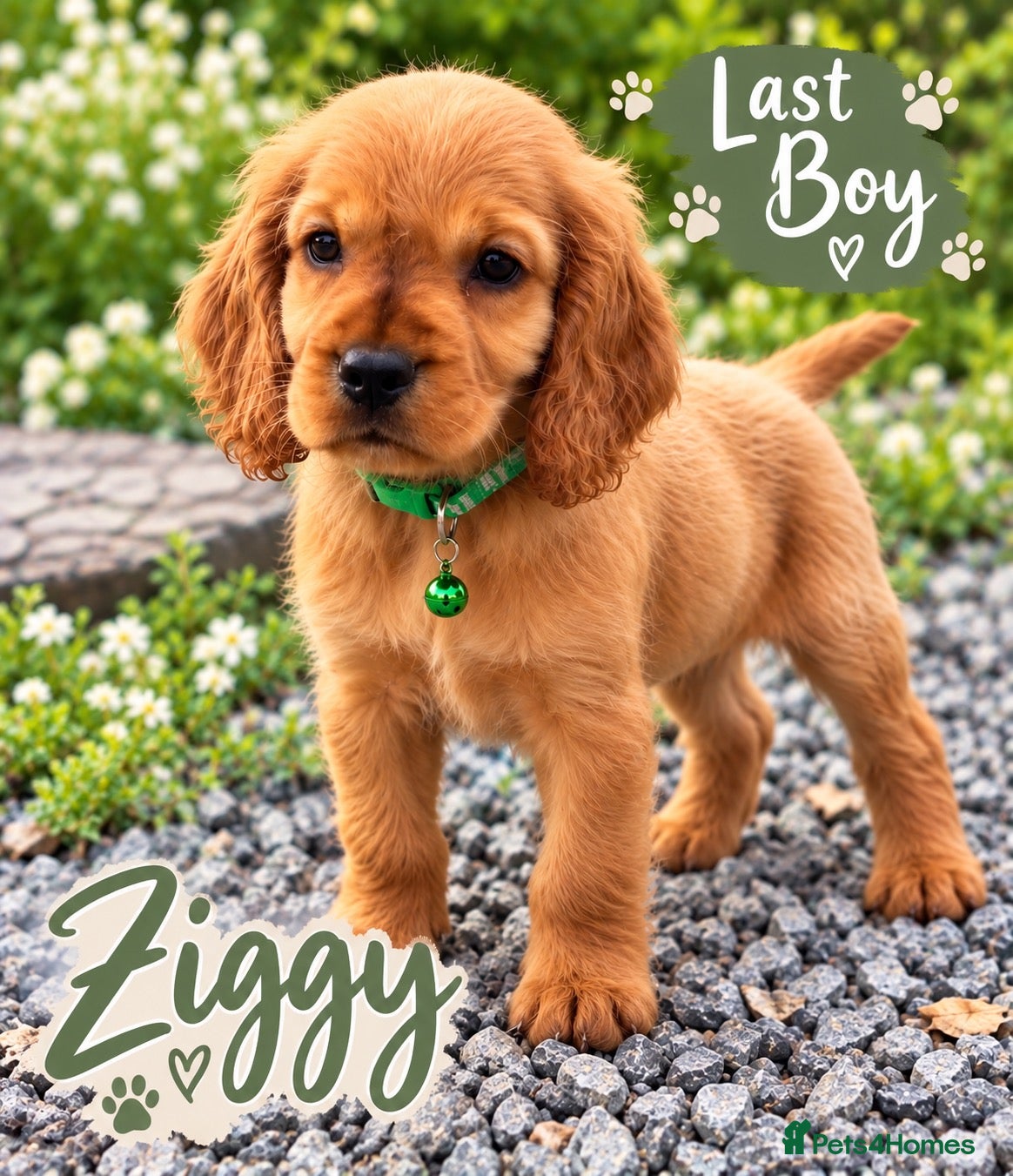 Cocker Spaniel dogs Show type Cocker spaniel ‘Ziggy’ DAD DNA TESTED - Advert 1