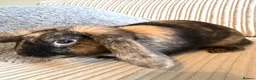 Mini Lop rabbits for sale: lop eared rabbit  in Abingdon - Advert 3