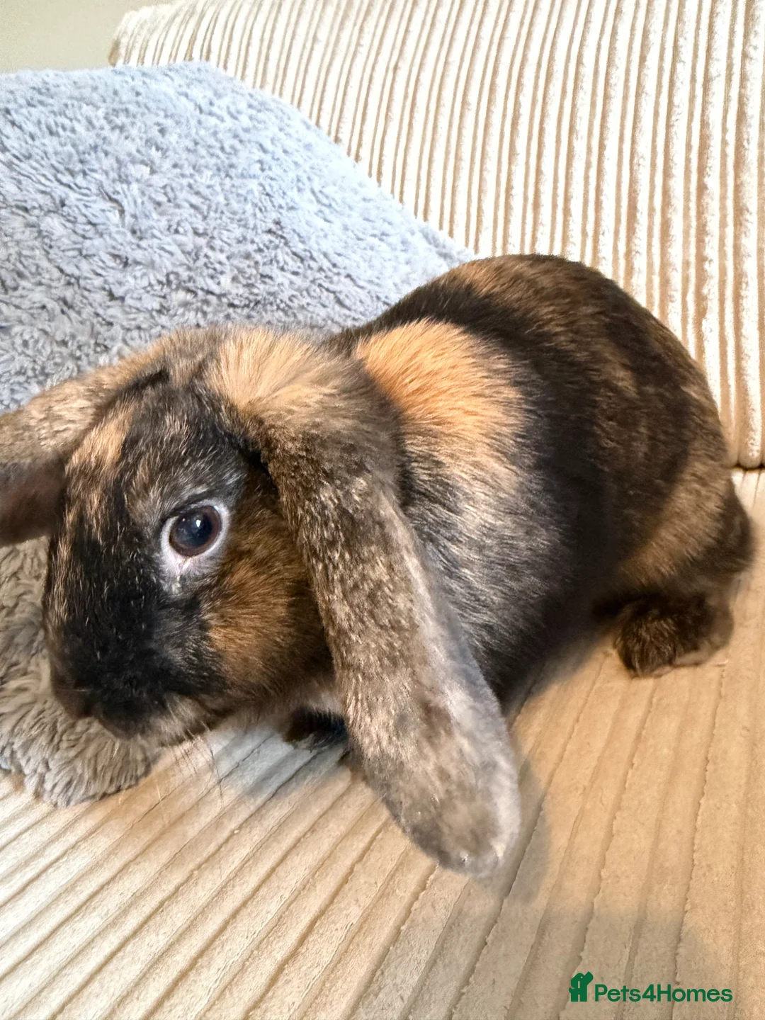 Mini Lop rabbits for sale: lop eared rabbit  in Abingdon - Advert 3