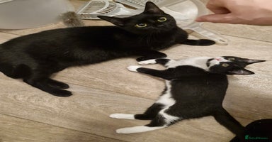 Mixed Breed cats Stunning short-haired kittens - Advert 4