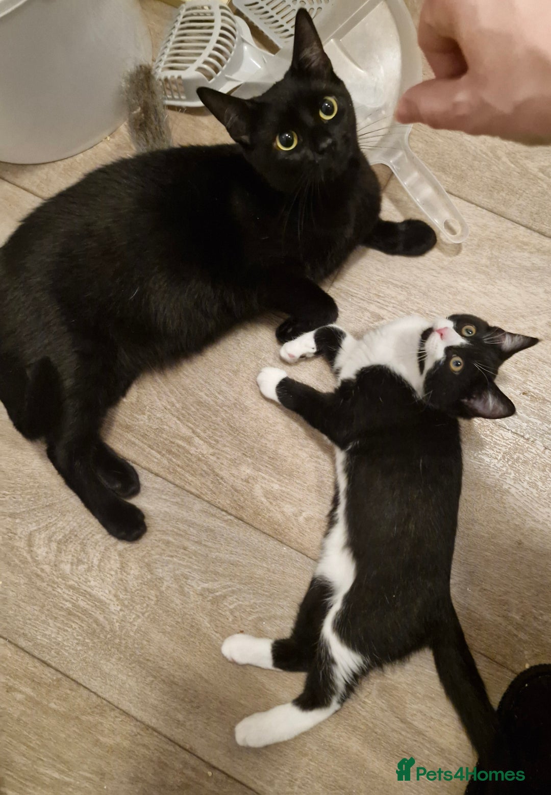 Mixed Breed cats for sale: Purrfect Rare Elf Eared Fur Babies Ready 14th Feb - Advert 7