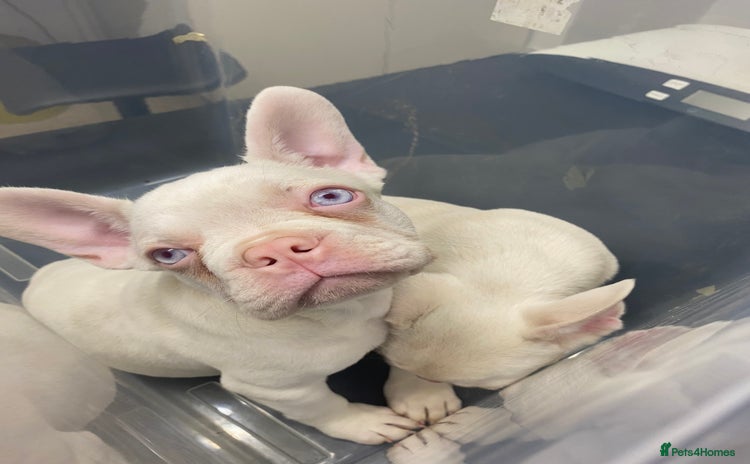 French Bulldog dogs - Advert 5