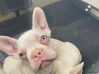 French Bulldog dogs - Advert 12