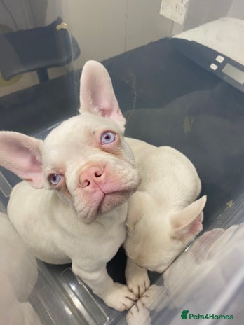 French Bulldog dogs - Advert 5