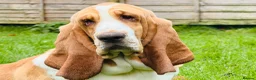 Basset Hound dogs for sale: Basset hound 13 months old - Advert 4
