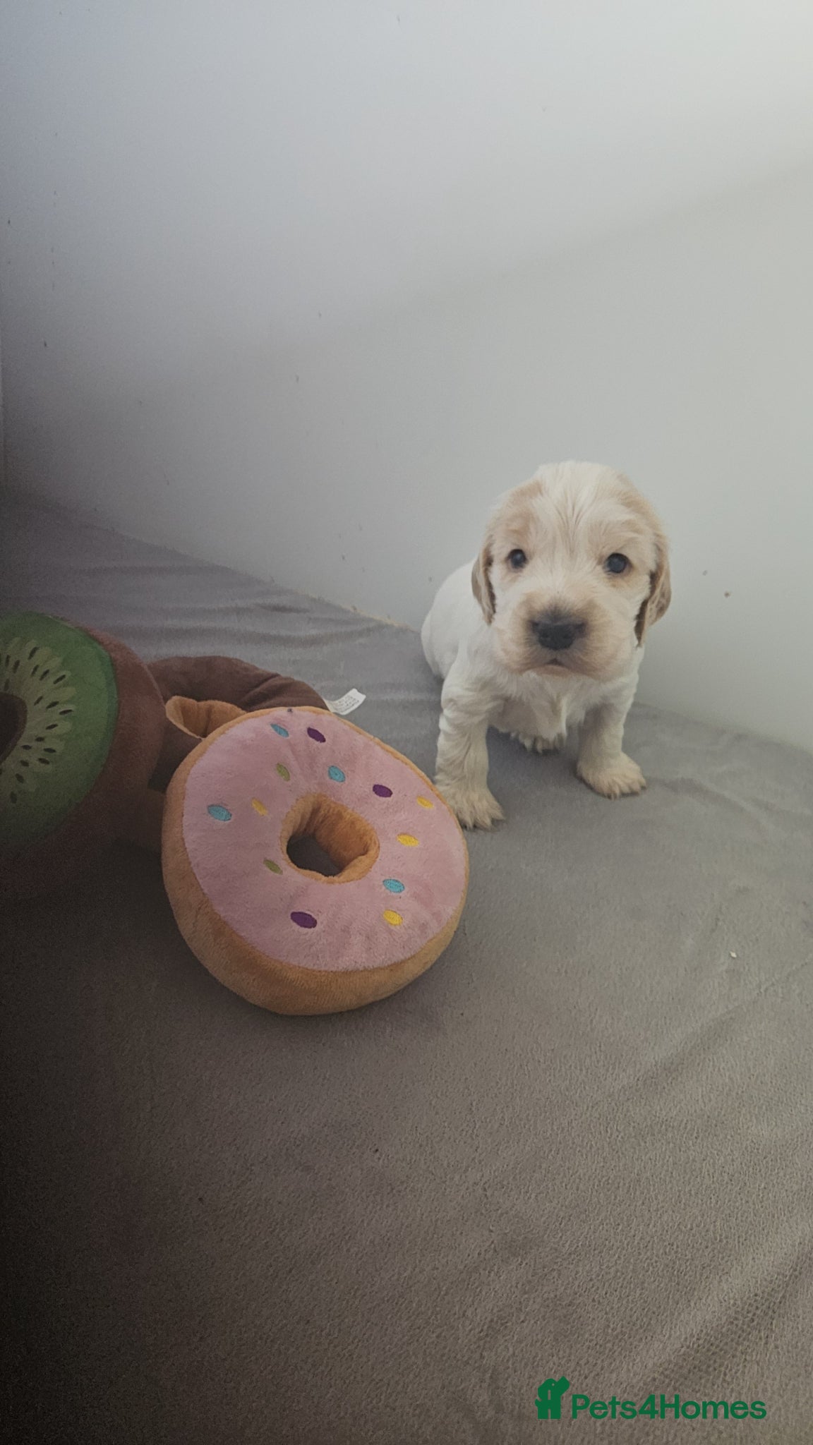 Cocker Spaniel dogs Unbelievable show type cocker spaniel babies  - Advert 18