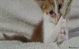 American Shorthair cats for sale: Lovely little kittens, lots of different colours! - Image 15
