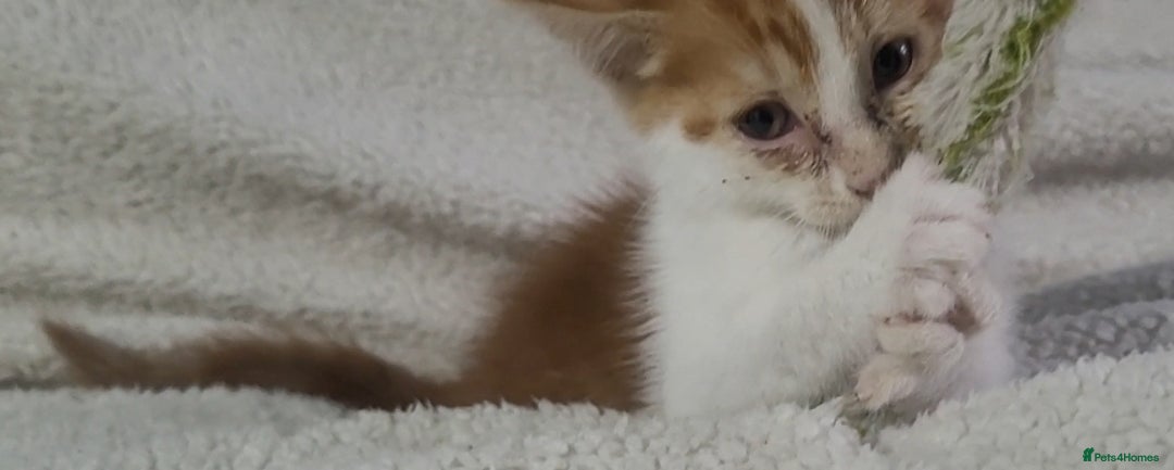 American Shorthair cats for sale: Lovely little kittens, lots of different colours! - Image 15