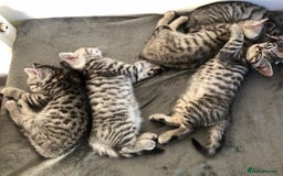 British Shorthair cats for sale: GCCF REGISTERED CHAMPION LINES SILVER SPOTTED BSH - Image 12
