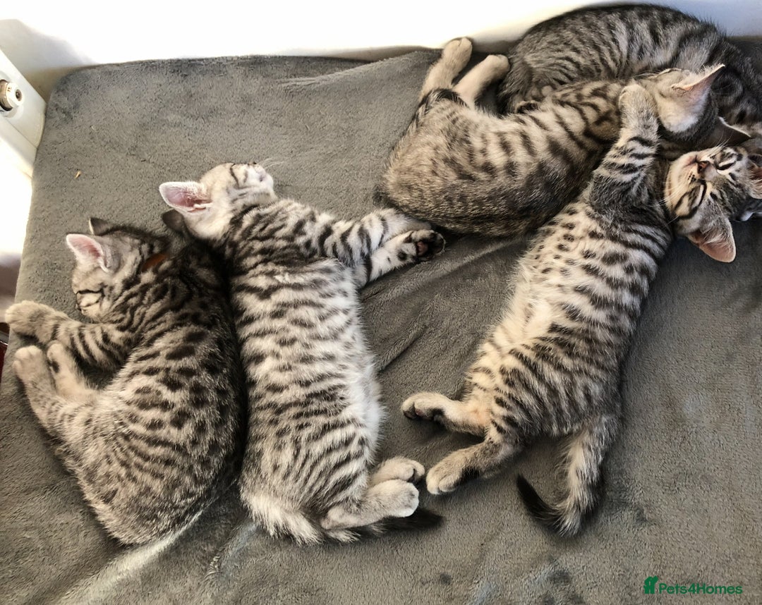 British Shorthair cats for sale: GCCF REGISTERED CHAMPION LINES SILVER SPOTTED BSH - Image 12
