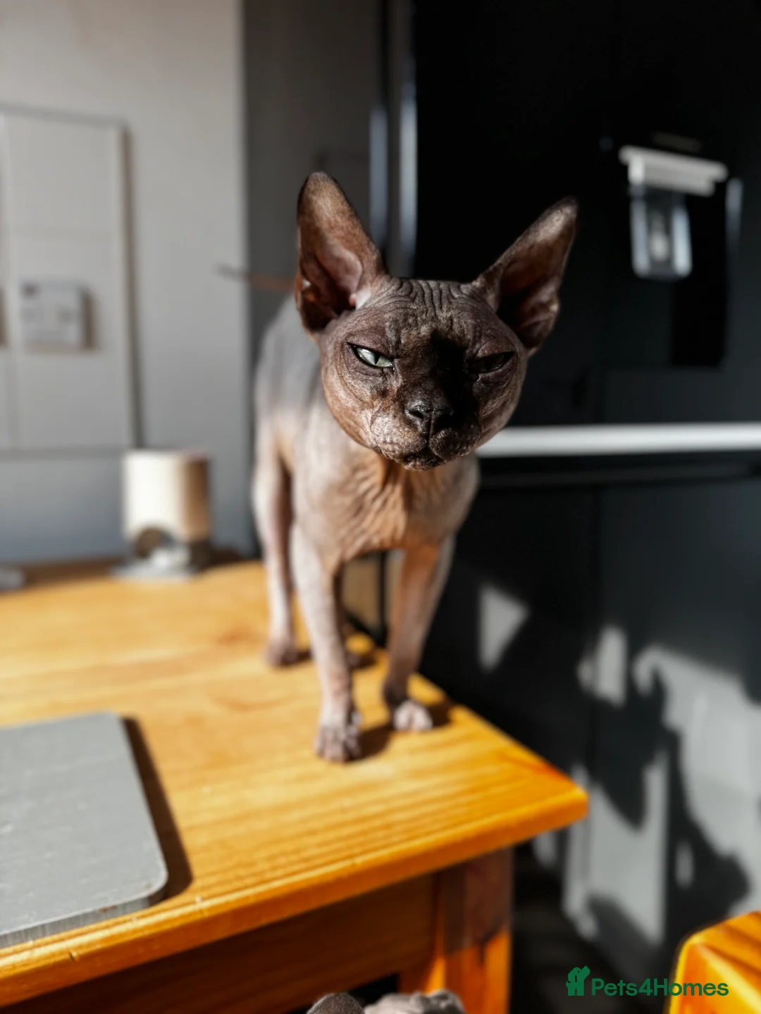 Sphynx cats for stud: Tica Registered Canadian Sphynx in Hull - Advert 21