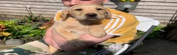 Labrador Retriever dogs for sale: Ready Now Yellow Labrador Puppies - Advert 7