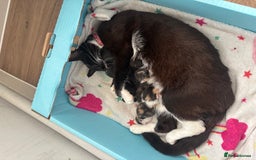 Mixed Breed cats for sale: Beautiful mixed colour kitten - Image 12
