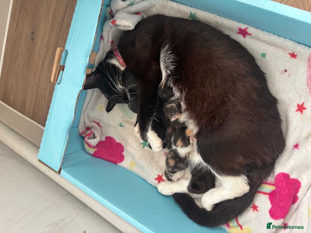Mixed Breed cats for sale: Beautiful mixed colour kitten - Image 12