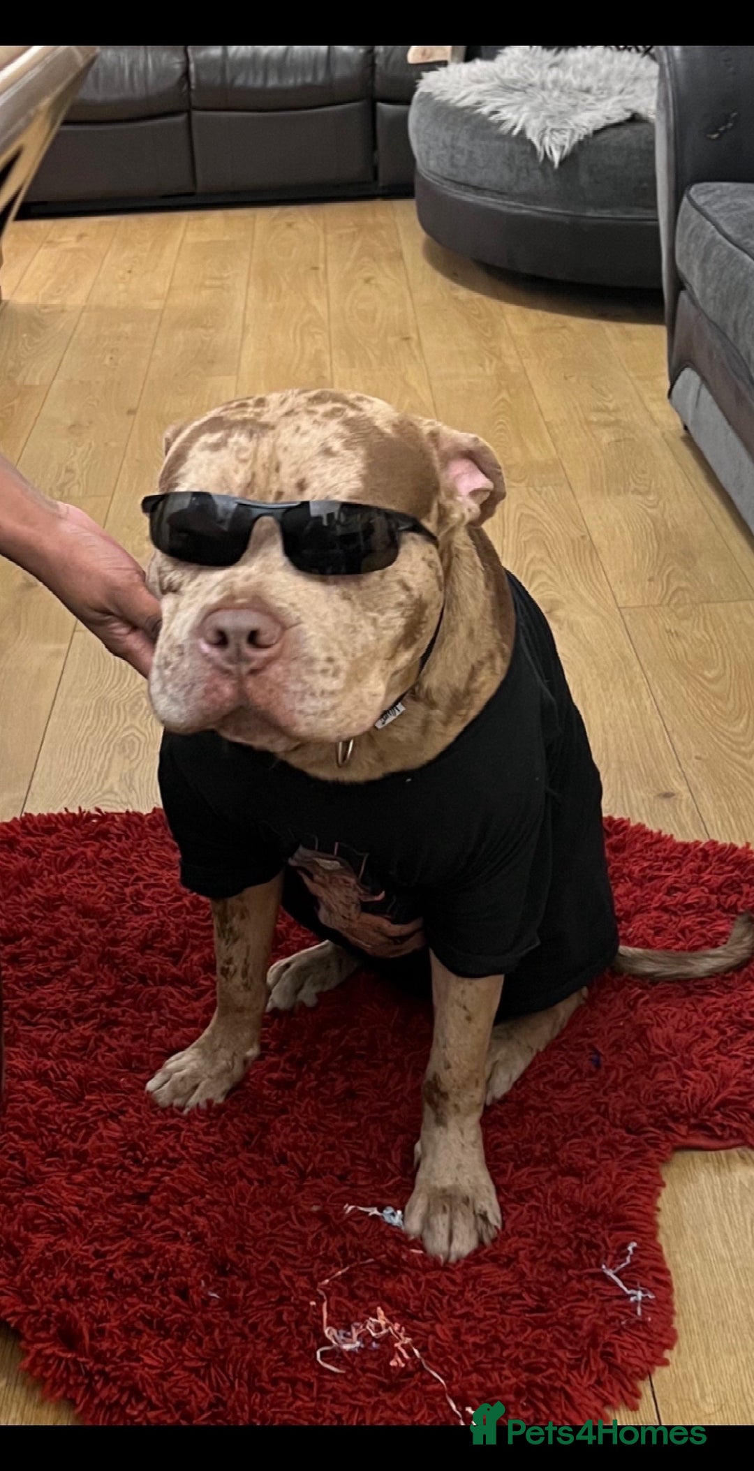 Mixed Breed dogs for sale: American Bully 4 Years Rehome  - Advert 3