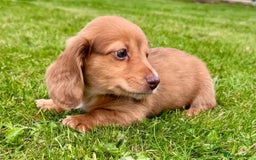 Miniature Dachshund dogs for sale: Red long haired shaded red  - Image 2