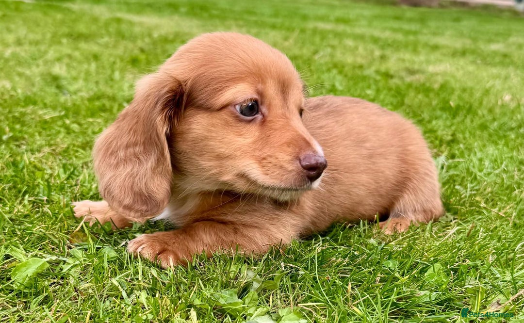 Miniature Dachshund dogs for sale: Red long haired shaded red  - Image 2