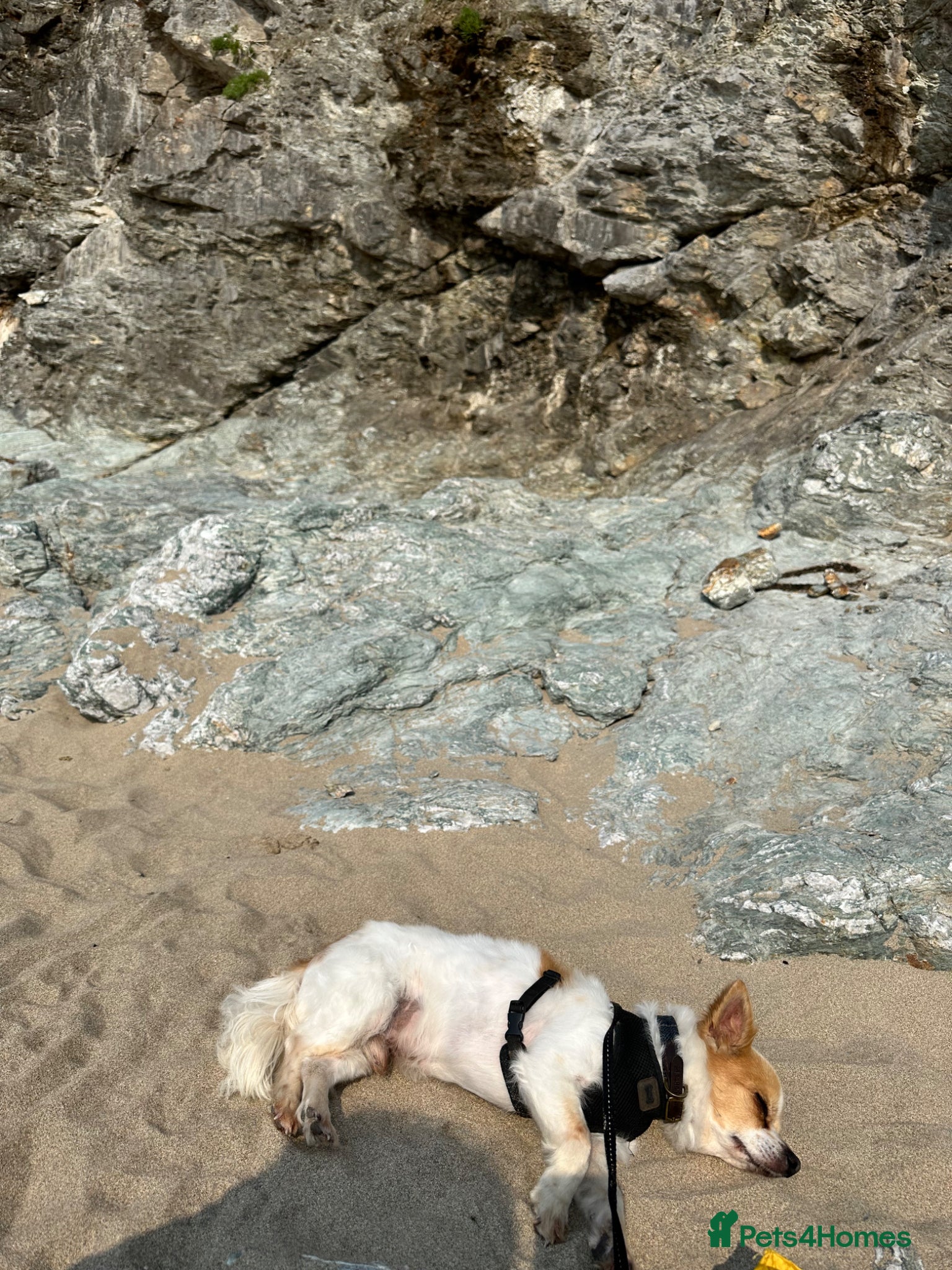 Chihuahua dogs for sale: Old boy REHOME required in Ilminster - Advert 5