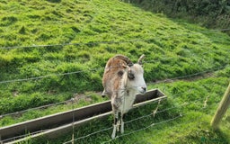 Sheep livestock for sale: Shetland Ram and Soay Ewe - Image 5