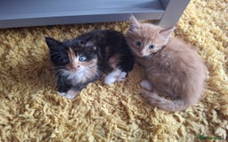 Maine Coon cats for sale: Beautiful Bright Eyed Part Maine Coon Kitten - Image 11
