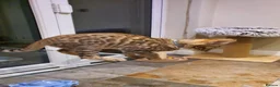 Bengal cats for sale: 🐆🐆Beautiful Pedigree Bengal Kittens🐆🐆  - Advert 28