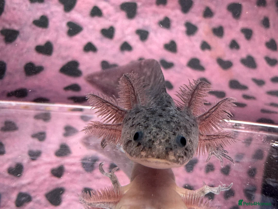 Axolotl reptiles for sale: Axolotl juveniles variety of morphs 3months old  - Advert 14