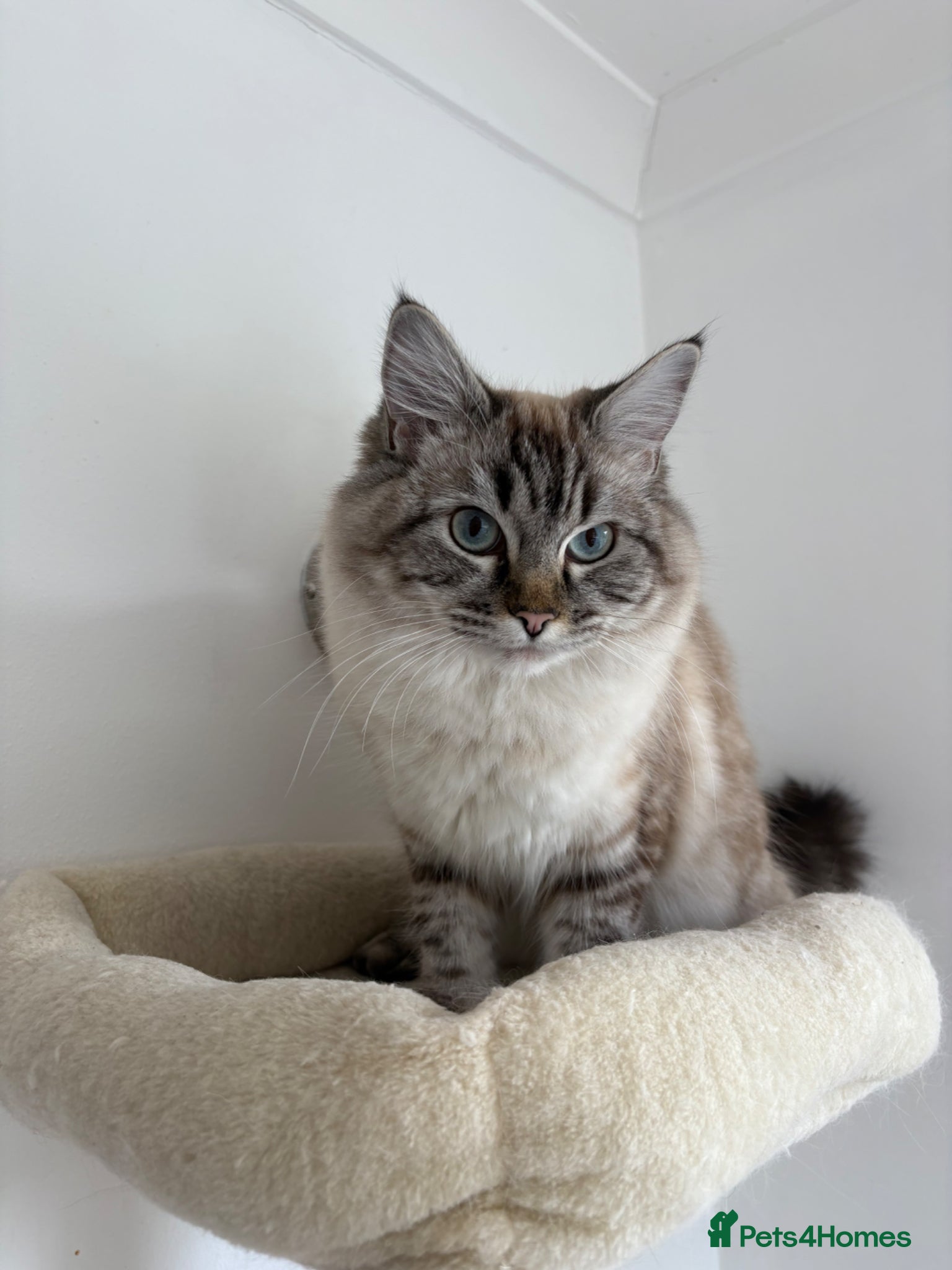 Ragdoll cats 2 Female Ragdolls looking for a new home.  - Advert 3