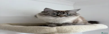 Lynx Ragdoll