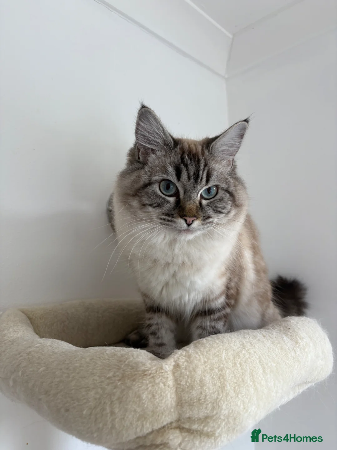 Ragdoll cats for sale: 2 female ragdolls looking for new home  - Advert 3
