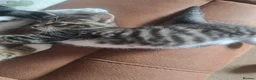 Mixed Breed cats for sale: 2 Beautiful kittens 😸 available  - Advert 4