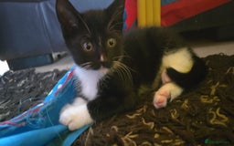 Mixed Breed cats for sale: 2 kittens for sale 1B 1G - Image 1