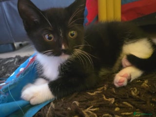 Mixed Breed cats - Advert 36