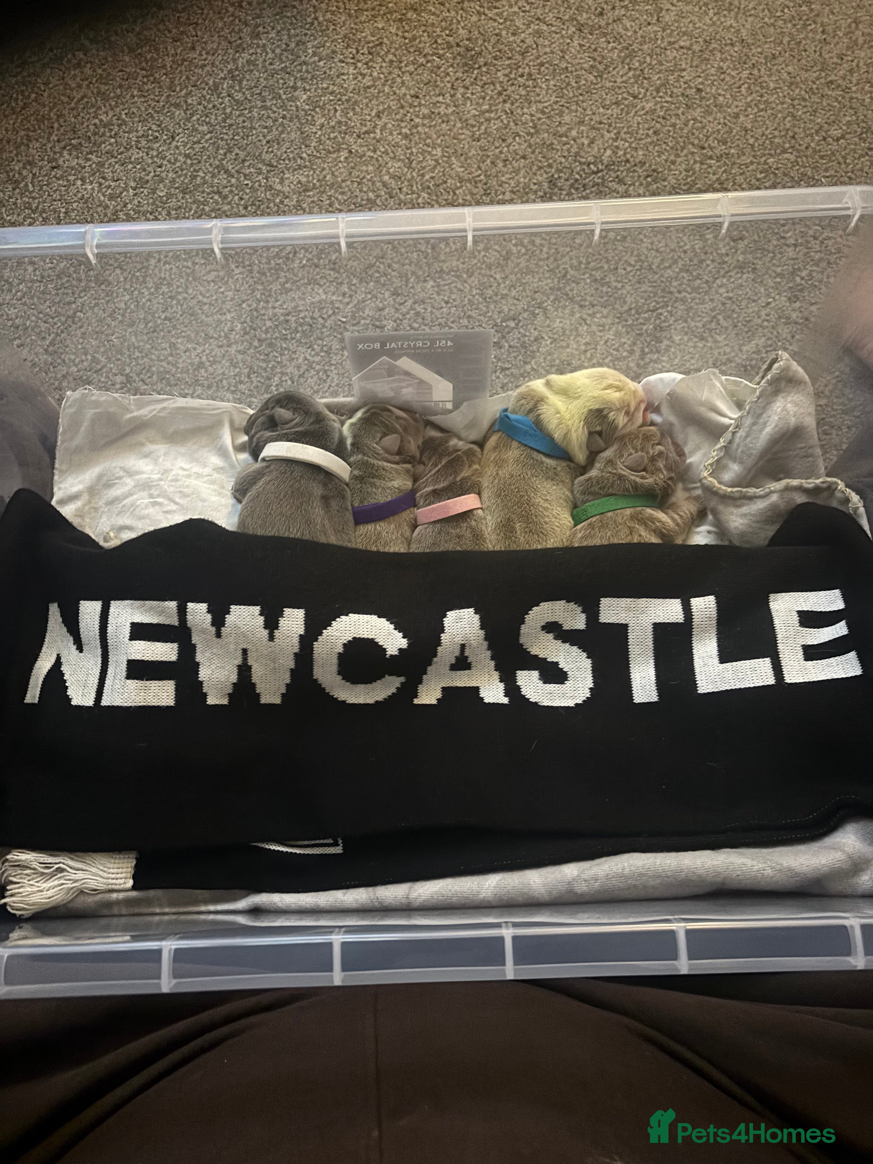 English Bulldog dogs 5 Beautiful Bulldogs - Advert 1