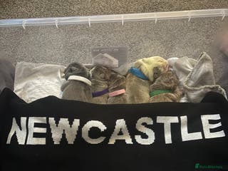 English Bulldog dogs 5 Beautiful Bulldogs - Advert 1