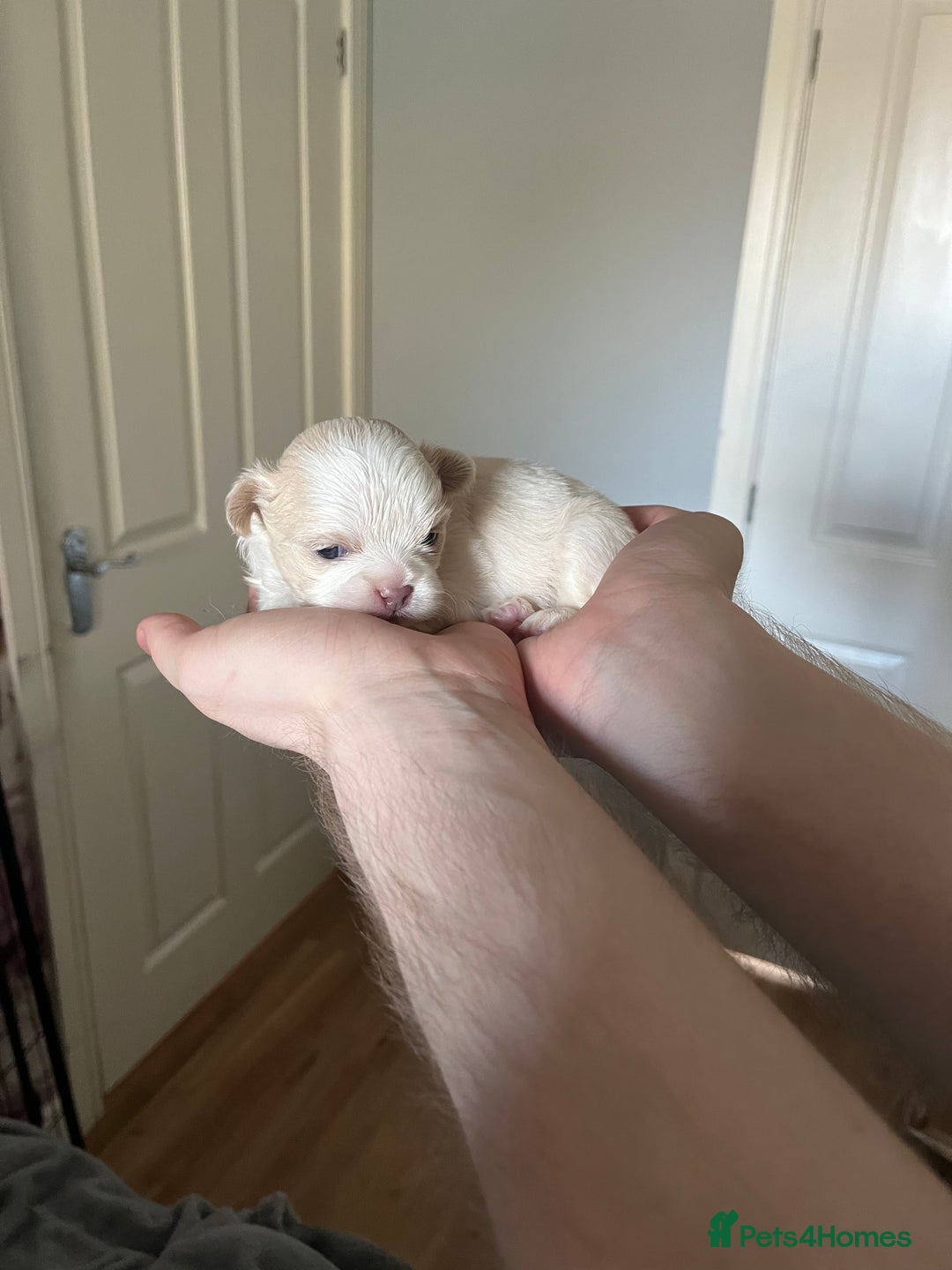 Shih Tzu dogs for sale: Beautiful shihtzu puppies  - Image 10
