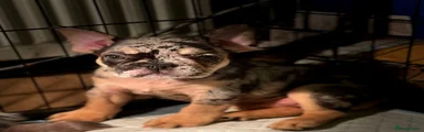 French Bulldog black & tan